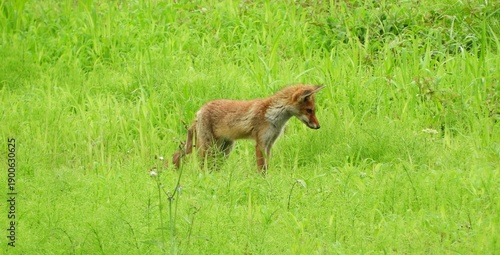野生のキツネ