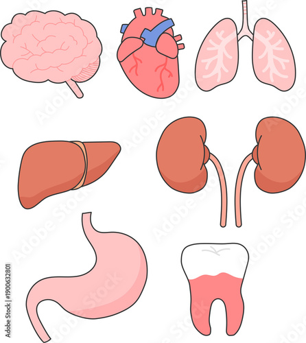 Human Internal Organs Flat Illustration Educational Set