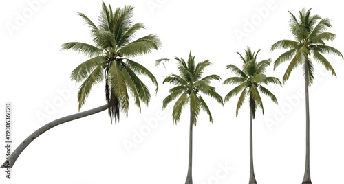 Collection of four realistic tropical coconut palm trees with green fronds isolated on white background for summer vacation travel posters and exotic nature landscapes.