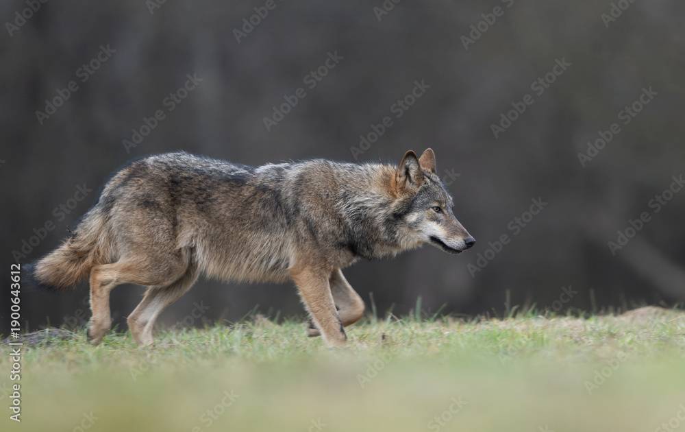 Fototapeta premium Grey wolf ( Canis lupus ) close up