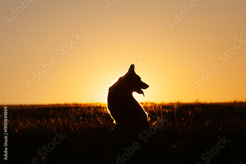 Hund Silhouette eines sitzenden Hundes im Sonnenaufgang. Deutscher Schäferhund im Profil im Gegenlicht von Sonnenuntergang. Symbol für Liebe, Tod, Sterben, Trauer, Jenseits
