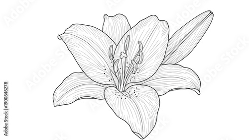 Elegant black and white line art illustration of a lily flower in full bloom, accompanied by a closed bud, showcasing intricate petal and stamen details with precision.