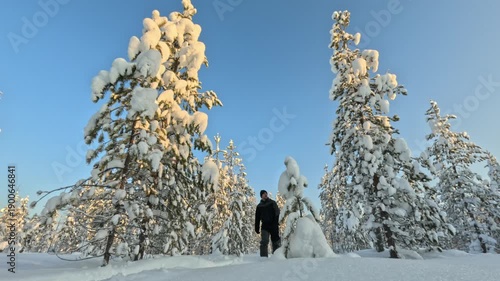 A man tourist skiing through a winter forest. A snowy forest with trees covered in snow. The sky is blue and clear