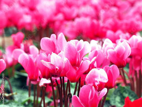 Foto Cyclamen flower Multi colors detail