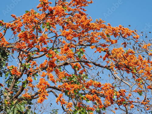Bastard Teak is species of Butea native to tropical and sub-tropical parts of the indian subcontinent and Southeast Asia .