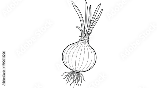 Minimalist black and white line art illustration showcasing a whole fresh onion bulb with delicate green shoots and intricate root system.