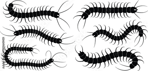 Centipede silhouette icons set, black insect vector collection, arthropod shapes, creepy crawly animals, minimal flat design for nature graphics