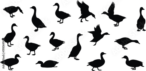 Goose silhouette collection, wild waterfowl in walking flying feeding poses, black bird vector set isolated on white background, wildlife design