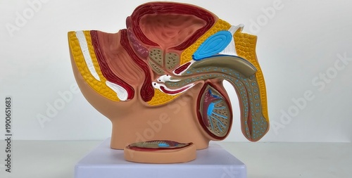 Photography Internal organs mannequin on white background