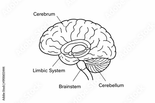 Labeled diagram of human brain anatomy with cerebrum, limbic system, brainstem, and cerebellum