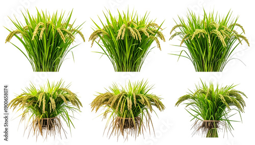 Six bundles of lush green and yellow-brown plants, resembling cultivated rice, on a black background