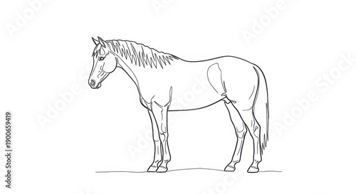 Elegant horse line drawing, side profile, graceful animal illustration, equestrian art