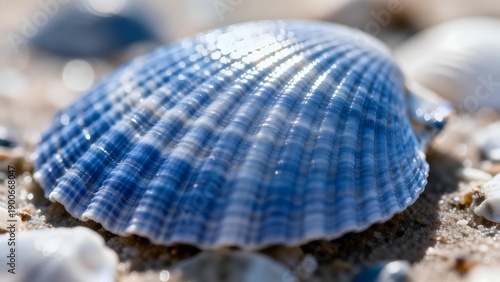 BlueScallopShellBeach