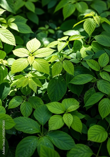 Vibrant green foliage densely packed together illuminated by bright sunlight filtering through the canopy