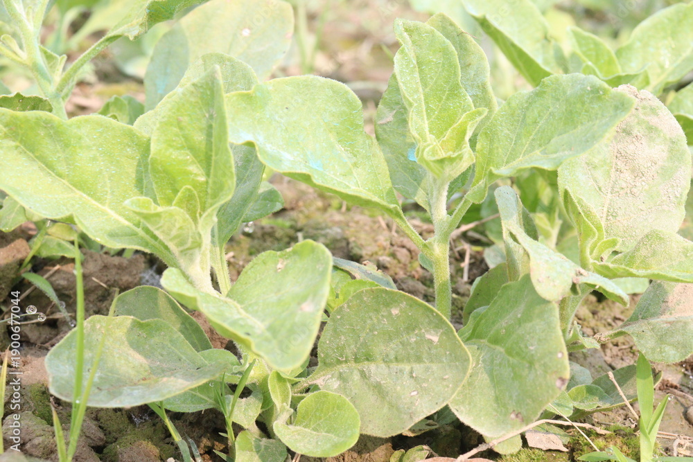 custom made wallpaper toronto digitalWithania somnifera plant on farm for harvest