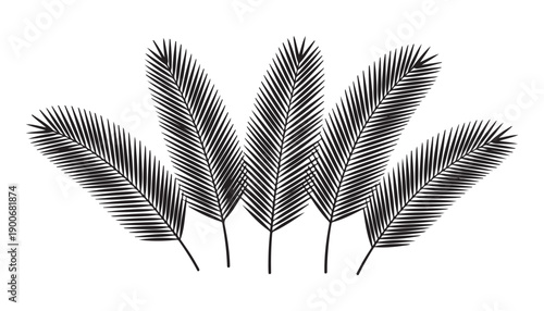 Group of five stylized black palm fronds fanned out on white background vector illustration