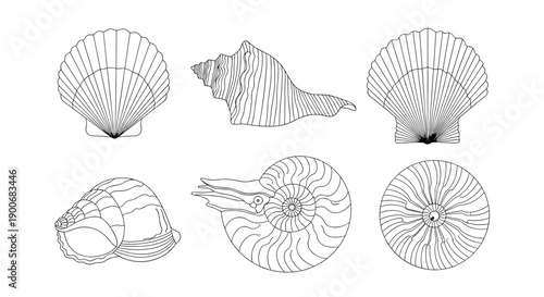 Collection of six different hand-drawn seashells, including scallop and nautilus, in a detailed black and white line art style.