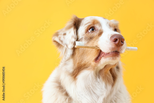 Cute dog with tooth brush i...