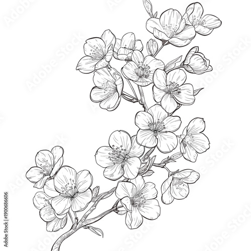 Cherry Blossom Line Art Illustration, Sakura Branch Outline Drawing for Coloring Page