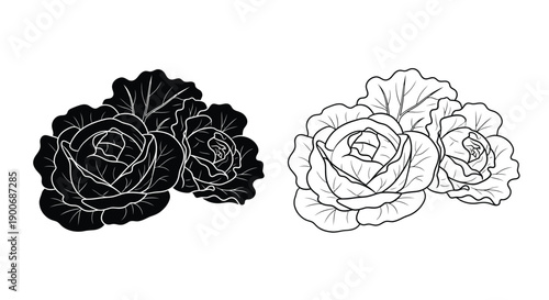 Black and white illustration of two cabbage heads with differing shading