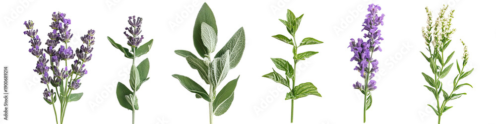 Obraz premium Delicate wildflowers set, botanical illustration, isolated on transparent background