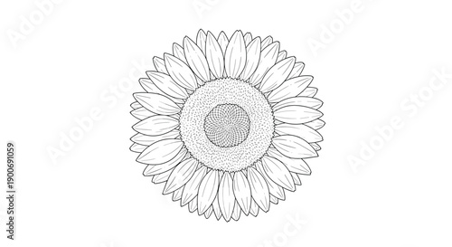 Detailed black and white line drawing of sunflower head for adult coloring book and botanical art education material.