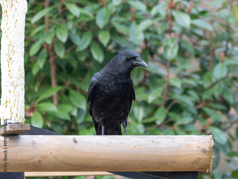 Fototapeta premium High Resolution PortraIt of a Raven sitting on a Branch with left framing