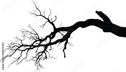 A detailed black silhouette of a gnarled bare tree branch extends across a clean white environment