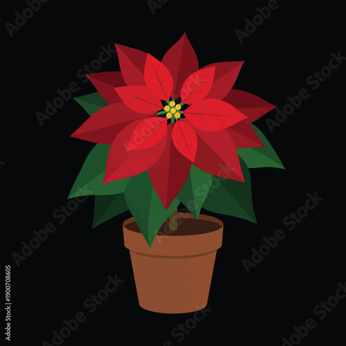A Vibrant Red Poinsettia Plant in a Terracotta Pot.