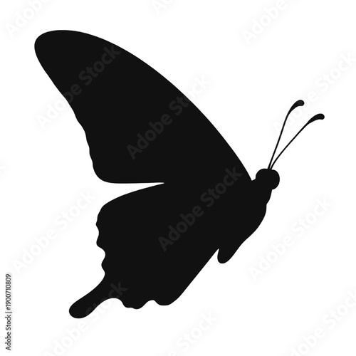 Spring Butterfly Silhouette Flying Isolated on White