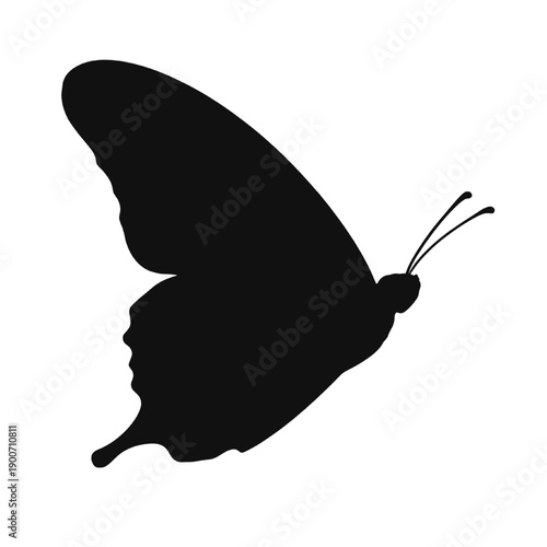 Spring Butterfly Silhouette Isolated on White
