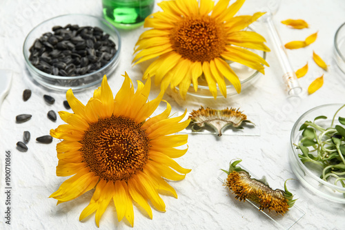 Petri dishes with sunflower...