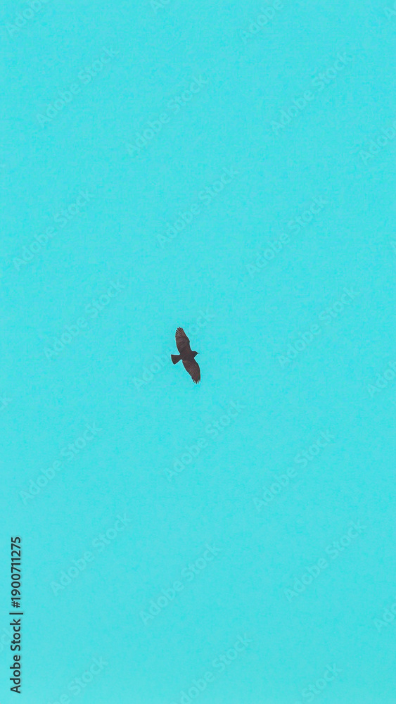 Fototapeta premium A lone bird flying across a blank sky
