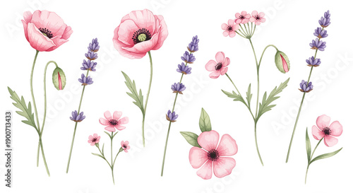 Watercolor floral arrangement with pink poppies and purple lavender, for banner or poster or website decoration, isolated on transparent background, png