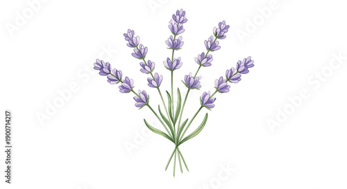 Lavender bouquet illustration, purple flowers with green stems, floral design element, for website or marketing materials, isolated on transparent background, png