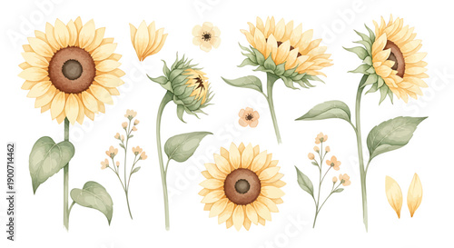 Watercolor sunflower illustration, floral elements, yellow and brown flowers, green leaves, for banner or poster, isolated on transparent background, png