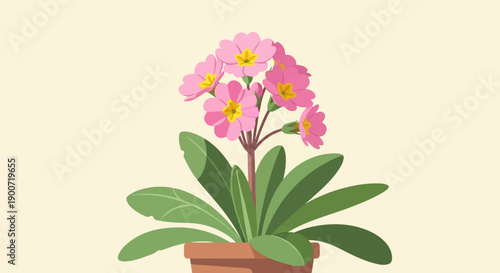 Pink primrose plant with green leaves in a terracotta pot