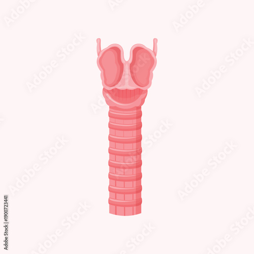 Human larynx illustration depicting vocal anatomy, respiratory system structure, and medical education themes.