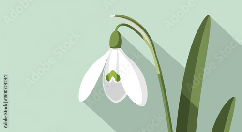 Simple illustration of a white snowdrop flower with green leaves on a light green background