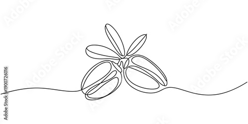 Jojoba fruit continuous one line drawing, Jojoba, Jojoba. Ayurveda. Artistic black and white botanical illustration of a jojoba plant branch with fruits, flowers, and leaves, hand-drawn with intricate