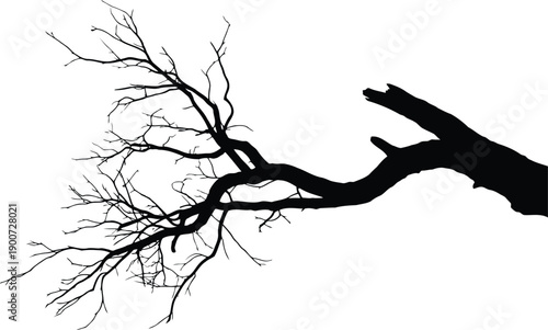 A striking black silhouette of an old, leafless tree limb stretches diagonally on a bright white surface
