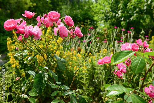 Pink roses blooming on sunn...