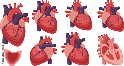 Set of anatomical human heart vector illustrations representing medical, biology, healthcare and cardiovascular concepts