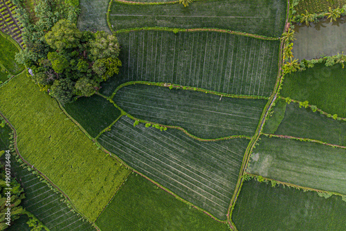 Фотография Bird's eye view of expansive green paddy fields with a natural cluster of trees