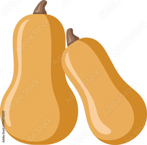 Butternut squash, healthy gourd, autumn vegetable, organic produce, kitchen ingredient