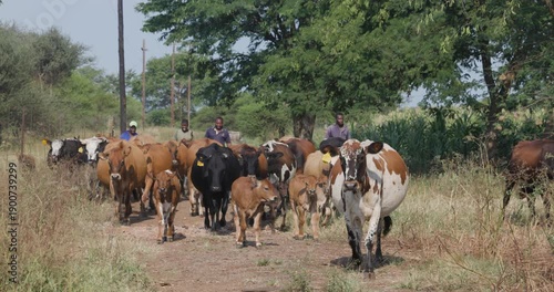 Small scale Black African farmers herding cattle