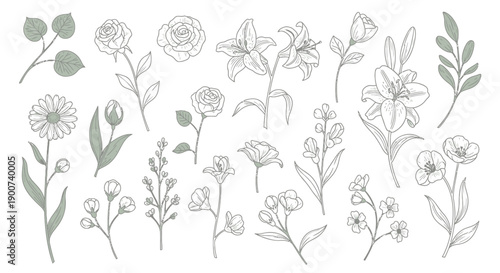 Vector floral illustrations, line art flowers and leaves, for botanical design or gardening website, isolated on transparent background, png