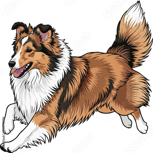 Shetland Sheepdog dog running happy playful energetic movement