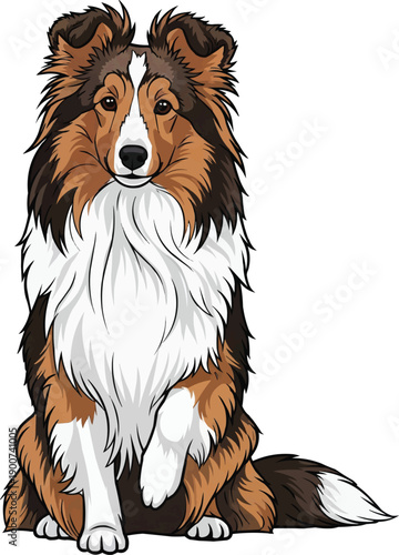 Shetland Sheepdog dog sitting raising paw cute interaction pose