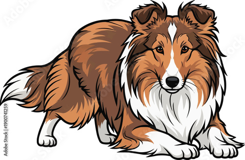 Shetland Sheepdog dog crouched alert herding stance front view